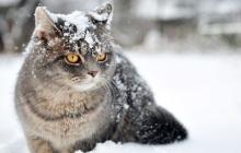 2-го лютого на Закарпатті буде мокрий сніг 