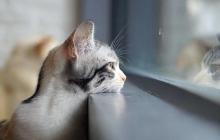 Завтра, 14 лютого, на Закарпатті буде 9° тепла