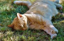 У горах буде 2° морозу, вдень  в низинні частині 17-22°