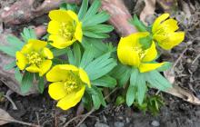 Перші квіти весни розпускаються в Ужгороді вже в лютому 