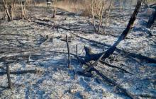 Вогонь знищив всю рослинність та живі організми, що знаходились у траві