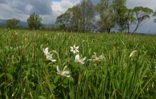 Перші квіти в Долині нарцисів 