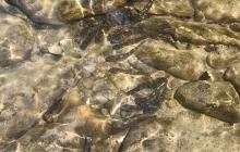 Риба, яку щойно випустили в річку Ріку на Хустщині