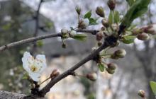 Синоптики на Закарпаттті 12 березня прогнозують  вдень 9-14° тепла