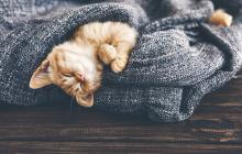 Завтра на Закарпатті буде тепло, але з дощами й грозами 