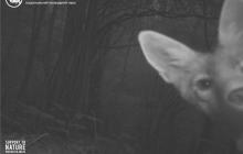 Лисиця в об'єктиві фотопастки