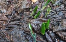 Паростки рослин