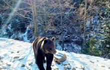 Ведмідь у Реабілітаційному Центрі бурого ведмедя