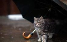 Синоптики прогнозують на Закарпатті дощі і завтра