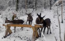 Тварини у центрі