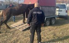 Врятований кінь