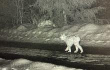 Рись в об'єктиві фотопастки