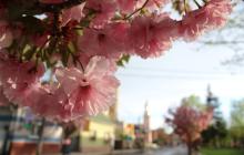 Цвітіння сакур в Іршаві