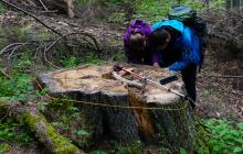 Зрубані дерева, пеньки ялин
