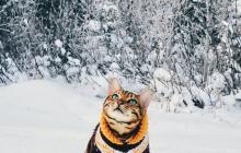 На Закарпатті 24 січня сніжитиме 