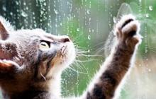 На Закарпатті 23 травня прогнозують грози 