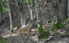 Благородний олень