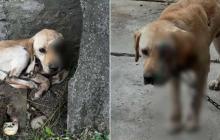 Постраждалий пес