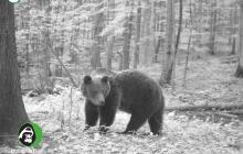 Ведмідь бурий