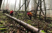 Пошуки заблукалого