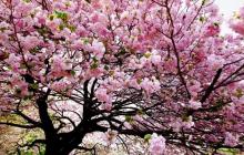 На Закарпатті 4 квітня буде до 16° тепла 