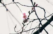 Шалена сакура у Мукачеві