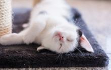 На Закарпатті завтра буде тепло, місцями вночі дощитиме 