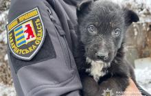 Поліцейська з Мукачева допомогла врятувати трьох цуценят