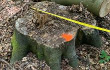 Зрубані дерева