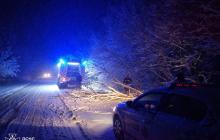 Падіння дерев на авто на Закарпатті