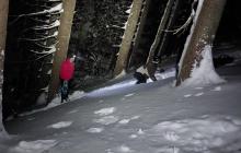 Пошуки заблукалого