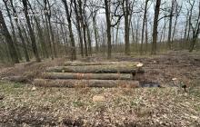 Незаконні рубки та збут деревини