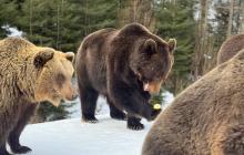 Ведмеді нацпарку Синевир