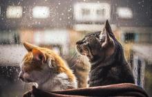 Прогноз погоди на Закарпатті 6 лютого 