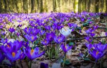 Цвітіння шафранів