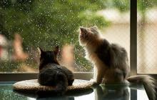 Синоптики прогнозують опади 11 червня на Закарпатті 