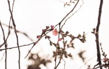 Цвіт шаленої сакури