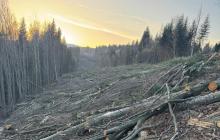 Рубки лісу у Карпатах