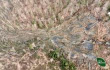 Тисячі дерев пошкоджено через зсув грунту 