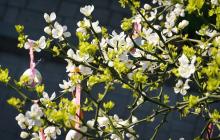 Тернистий лимон у Мукачеві