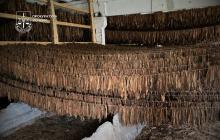 Підпільний бізнес із виготовлення і поширення тютюну