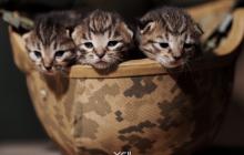 Кошенята