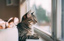 За прогнозами 15 лютого в області буде без опадів, місцями туман 