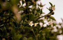 Цвітіння тернистого лимона у Мукачеві