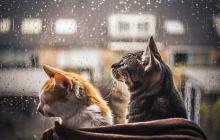 Завтра на Закарпатті дощитиме, вдень буде до 24° тепла