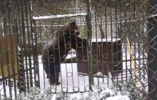 Тварина перебувала в поганих умовах в зоокутку в Хмельницьку 