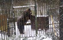 Тварина перебувала в поганих умовах в зоокутку в Хмельницьку