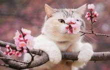 В останні дні березня на Закарпатті буде дуже тепло 