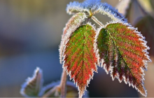 20 березня на Закарпатті прогнозують заморозки 