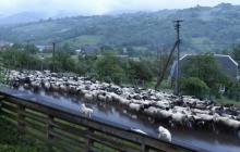 Кількасот овець в селі Негровець під час проводу на полонину 